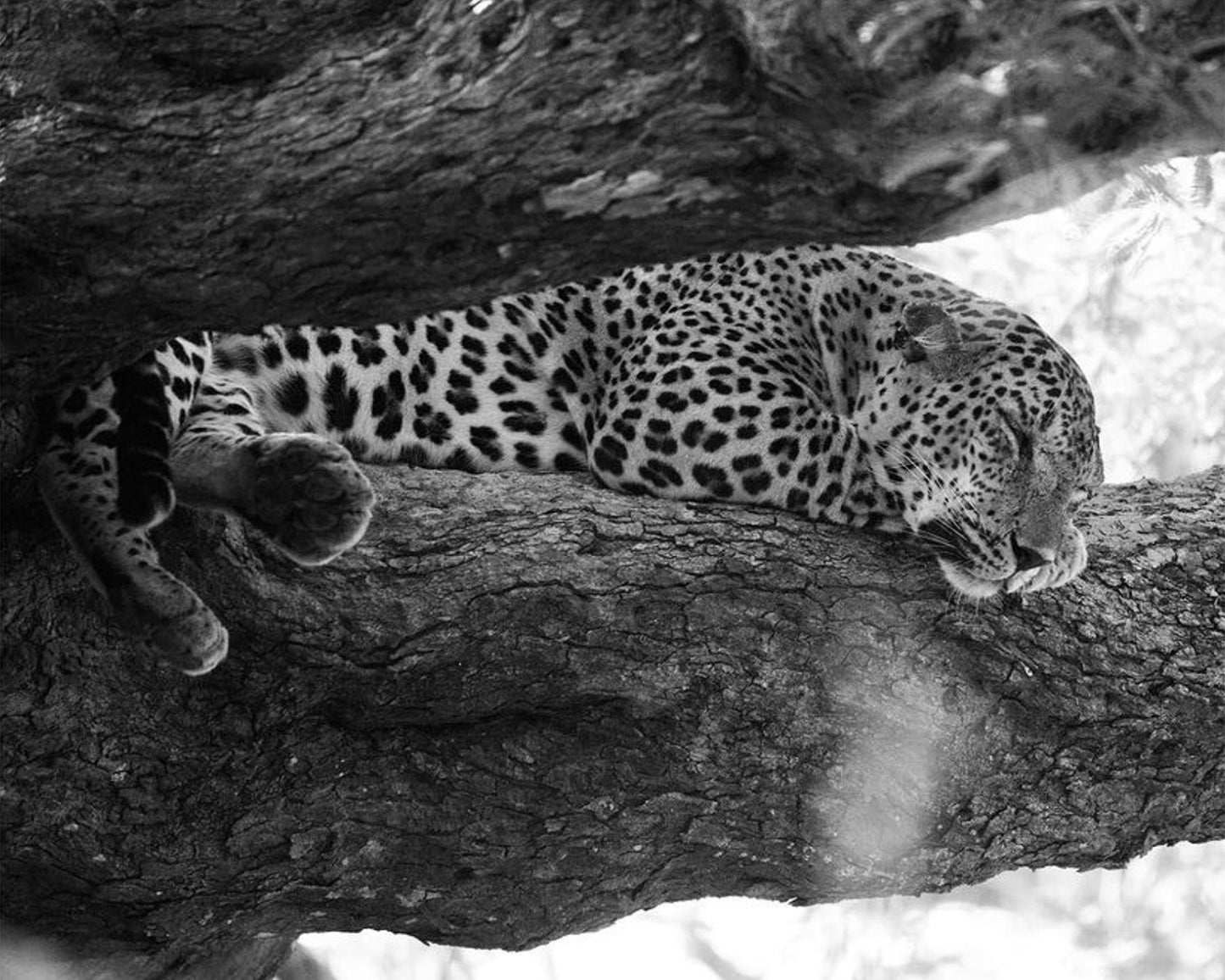 Photo of a leopard sleeping in a tree, leopard watching safari Kumana National Park Sri Lanka